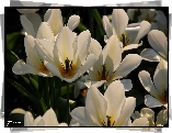 Biae, Tulipany