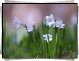 Puszkinia cebulicowata, Biało-niebieskie, Kwiaty