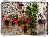 Dom, Ściana, Kwiaty, Begonia, Petunie, Pelargonie, Donice