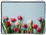 Kwiaty, Tulipany, Białe, Fioletowe, Czerwone, Kolorowe tło