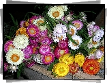 Kwiaty, Jesienne, Suszki