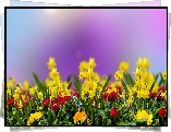 Kwiaty, onkile, Stokrotki, Wiosna