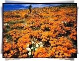Kwitnące, Maki, Kalifornijskie