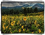 Żółte, Kwiaty, Góry, San Francisco Peaks, Drzewa, Chmury, Piorun, Arizona, Stany Zjednoczone