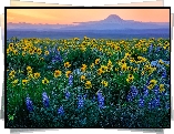 Stany Zjednoczone, Waszyngton, Góra, Mount Adams, Łąka, Kwiaty, Łubin, Balsamorhiza, Zachód słońca