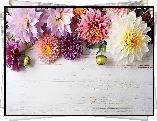 Kwiaty, Dalie, Kolorowe, Białe, Deski, Grafika