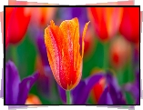 Tulipan, Kwiat, Nierozwinięty, Czerwony