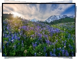 Stany Zjednoczone, Waszyngton, Park Narodowy Mount Rainier, Góra, Mount Rainier, Wzgórza, Polana, Kwiaty, Łubin, Łąka