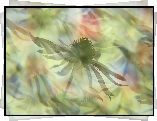 Jeżówka, Kwiat, Grafika