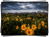 Stany Zjednoczone, Wyoming, Park Narodowy Grand Teton, Góry, Łąka, Kwiaty, Balsamorhiza, Chmury