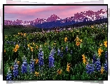 Stany Zjednoczone, Kolorado, Góry, San Juan Mountains, Mount Sneffels, Łąka, Kwiaty, Łubin