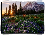 Góra, Drzewa, Świerki, Łąka, Kwiaty, Łubin, Park Narodowy Mount Rainier, Stan Waszyngton, Stany Zjednoczone