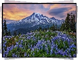 Góry, Łąka, Niebieskie, Łubiny, Drzewa, Stratowulkan, Mount Rainier, Park Narodowy Mount Rainier, Stan Waszyngton, Stany Zjednoczone