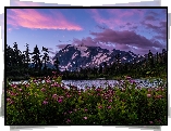 Stany Zjednoczone, Stan Waszyngton, Góry Mount Shuksan, Las, Drzewa, Park Narodowy Północnych Gór Kaskadowych, Łąka, Kwiaty, Wschód słońca