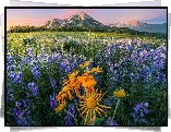 Stany Zjednoczone, Kolorado, Crested Butte, Góry, Łąka, Kwiaty, Łubin