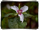 Trillium undulatum, Kwiat, Trójlist, Liście, Krople