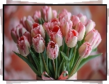 Bukiet, Biało-różowe, Tulipany