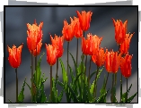 Kwiaty, Tulipany, Pomarańczowo-czerwone, Zbliżenie